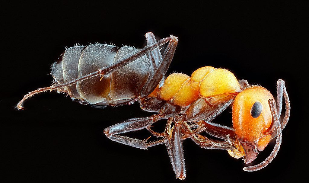 Ant Control service in Pinellas Park, FL