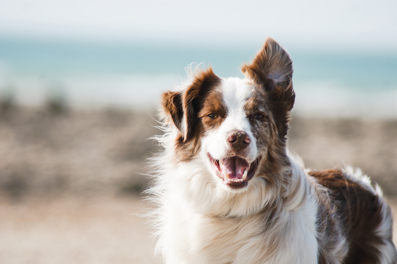 Flea & Tick Control service in Pinellas Park, FL