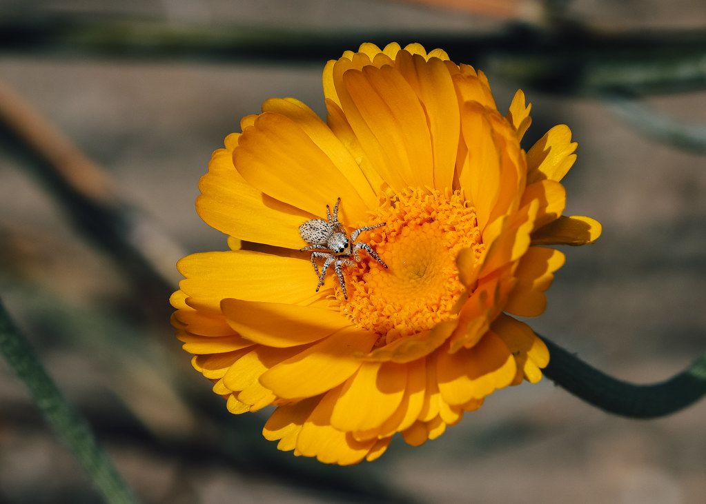 Spider Control service in Pinellas Park, FL